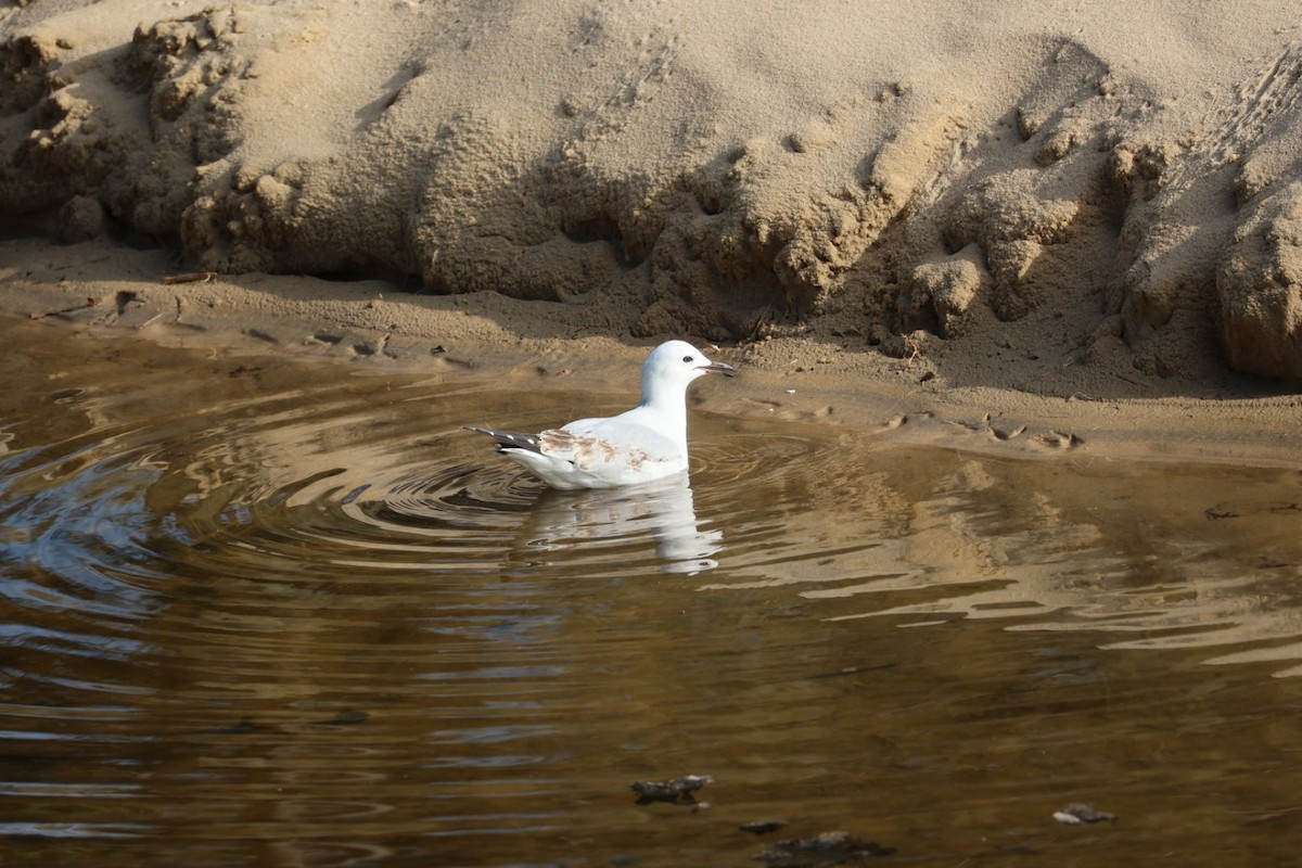 Silver Gull - ML647387818