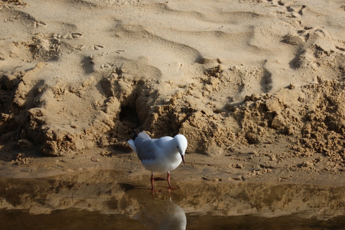 Silver Gull - ML647387819