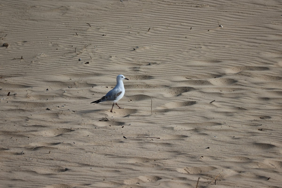 Silver Gull - ML647387820