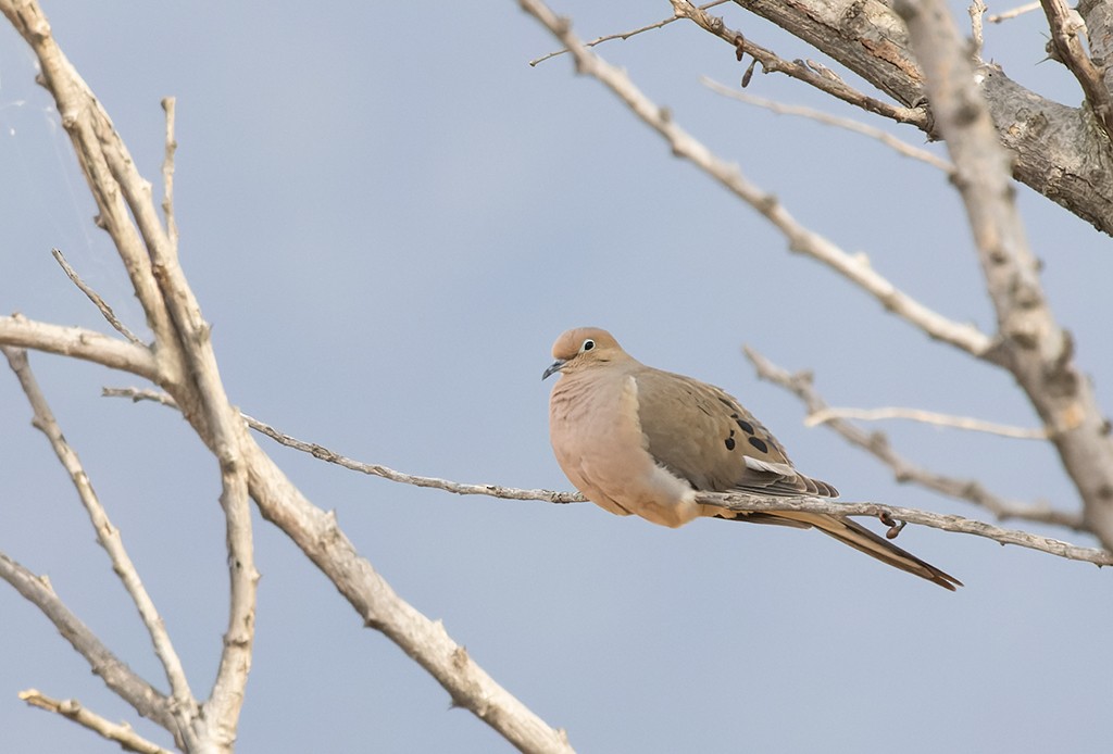 Uzun Kuyruklu Kumru - ML647387821