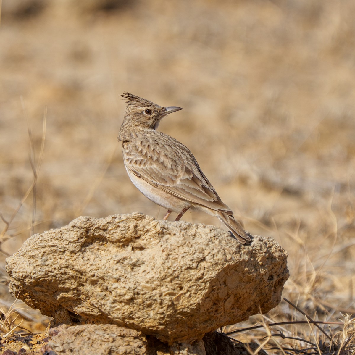 Crested Lark - ML647387837