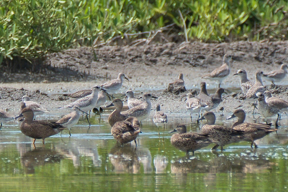 Чирянка блакитнокрила - ML647387840