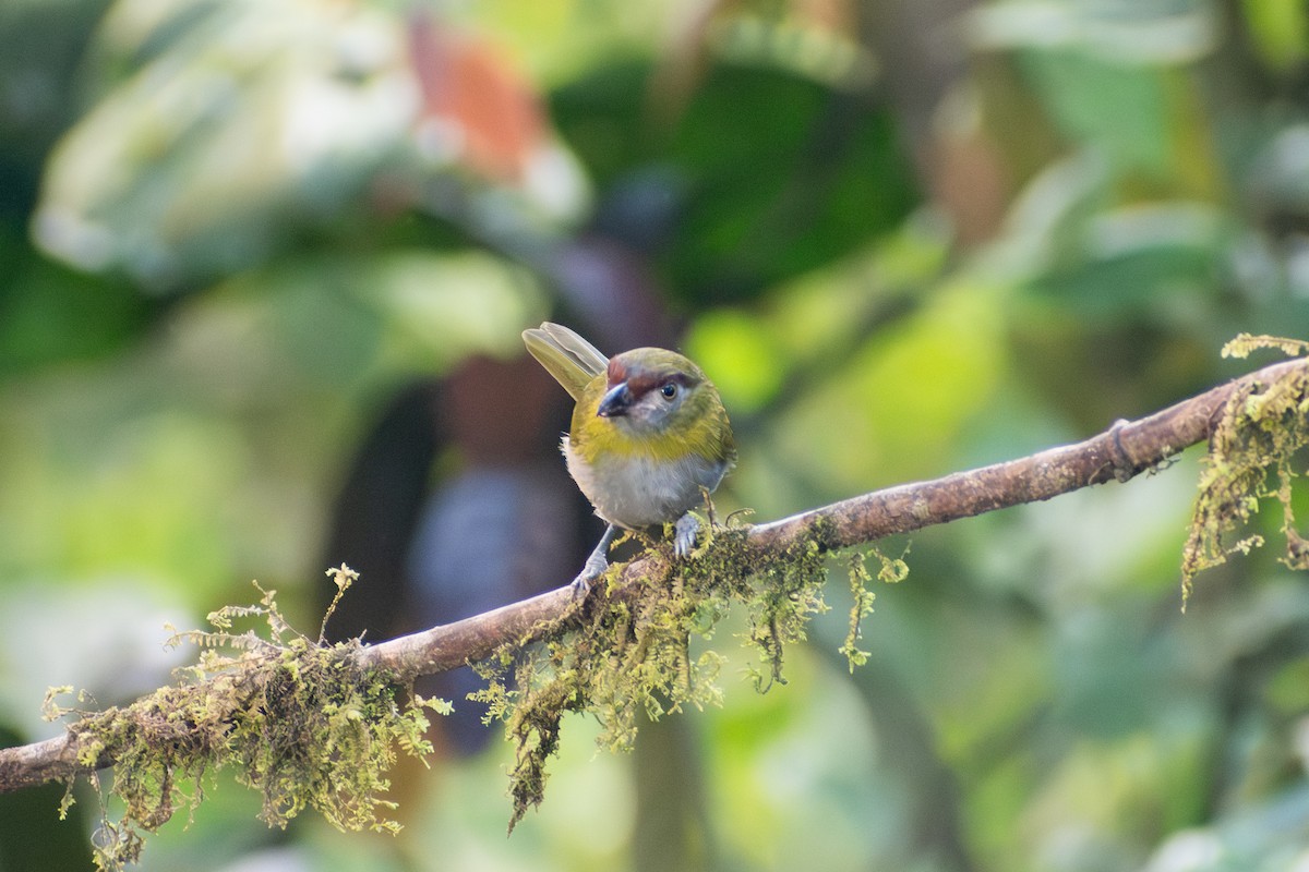 Black-billed Peppershrike - ML647387841