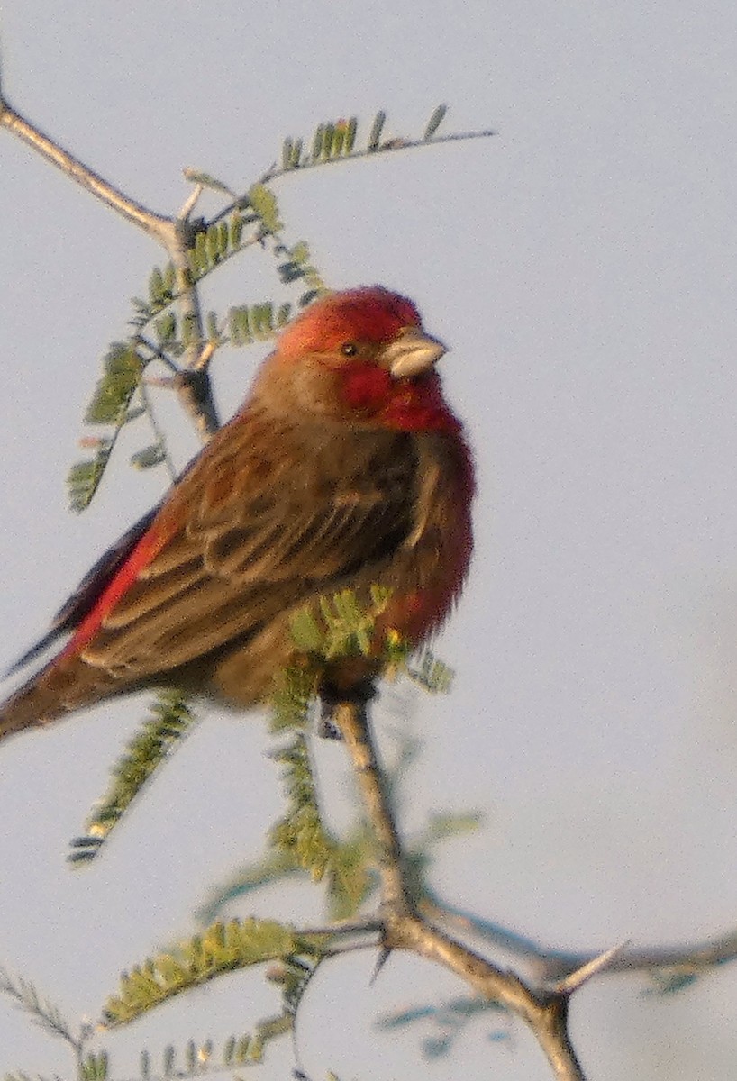 House Finch - ML647387844