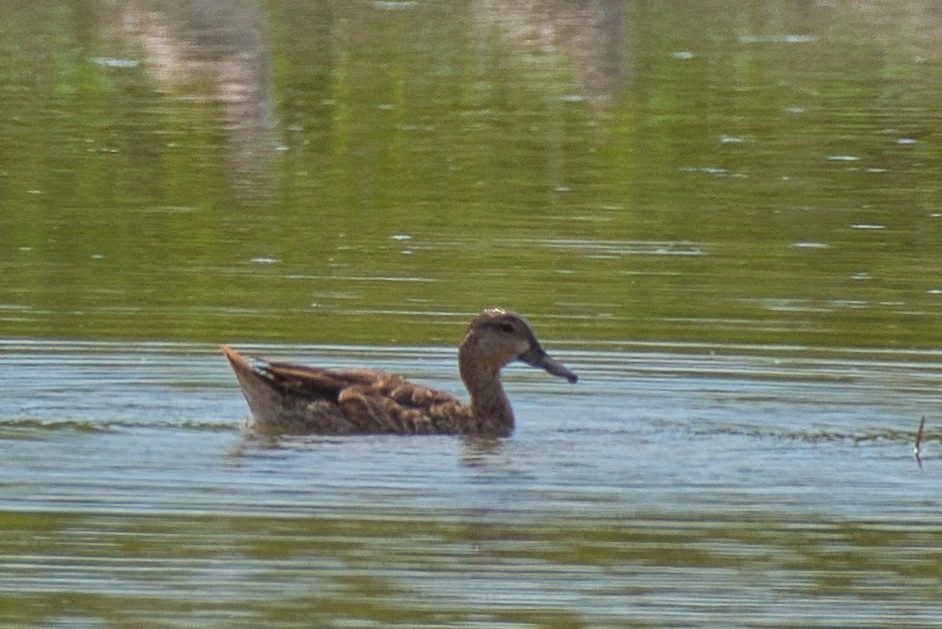 Чирянка блакитнокрила - ML647387845