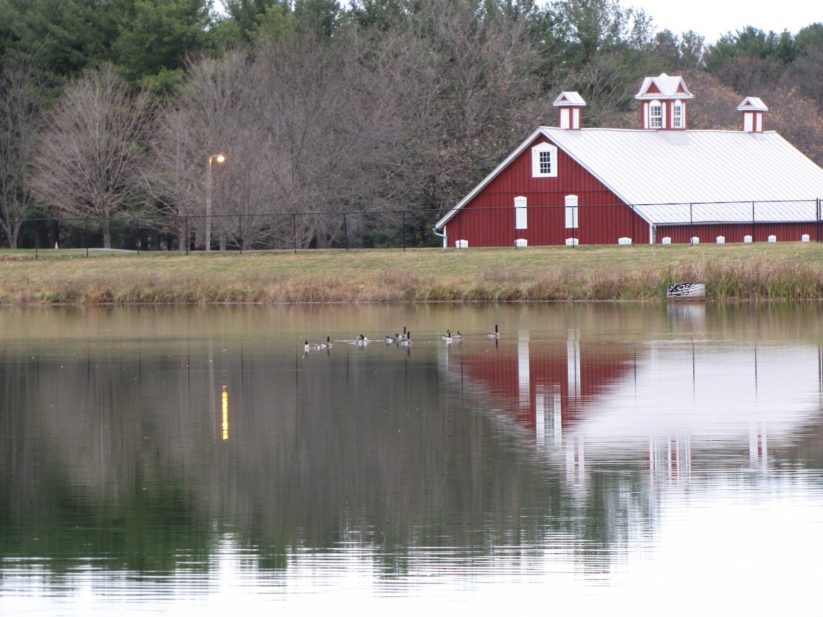 Canada Goose - ML647387846