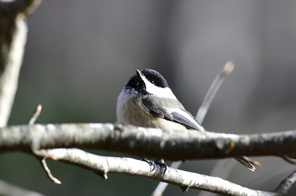 Black-capped Chickadee - ML647387862