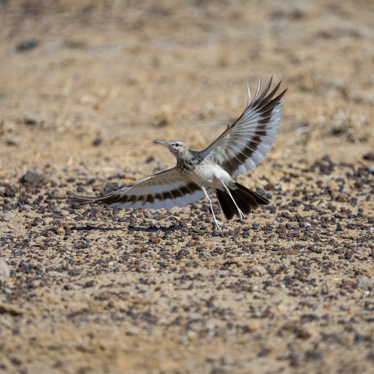 Greater Hoopoe-Lark - ML647387863