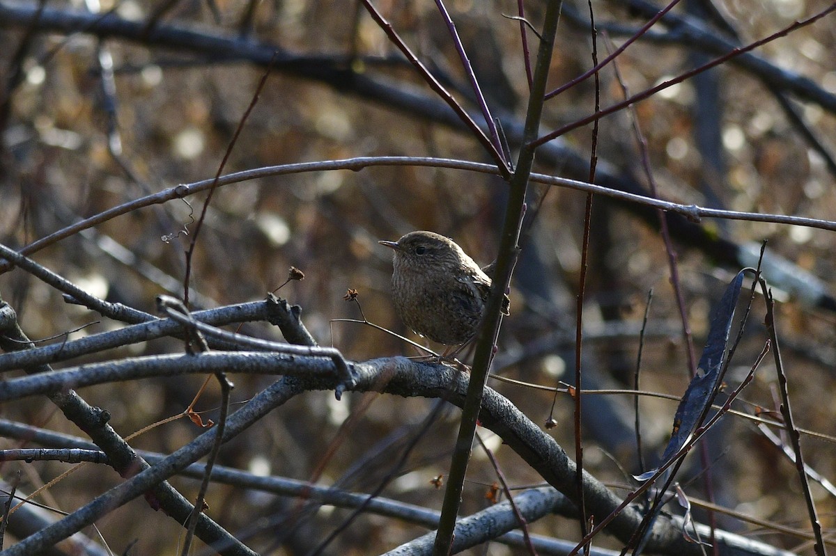 フユミソサザイ - ML647387867