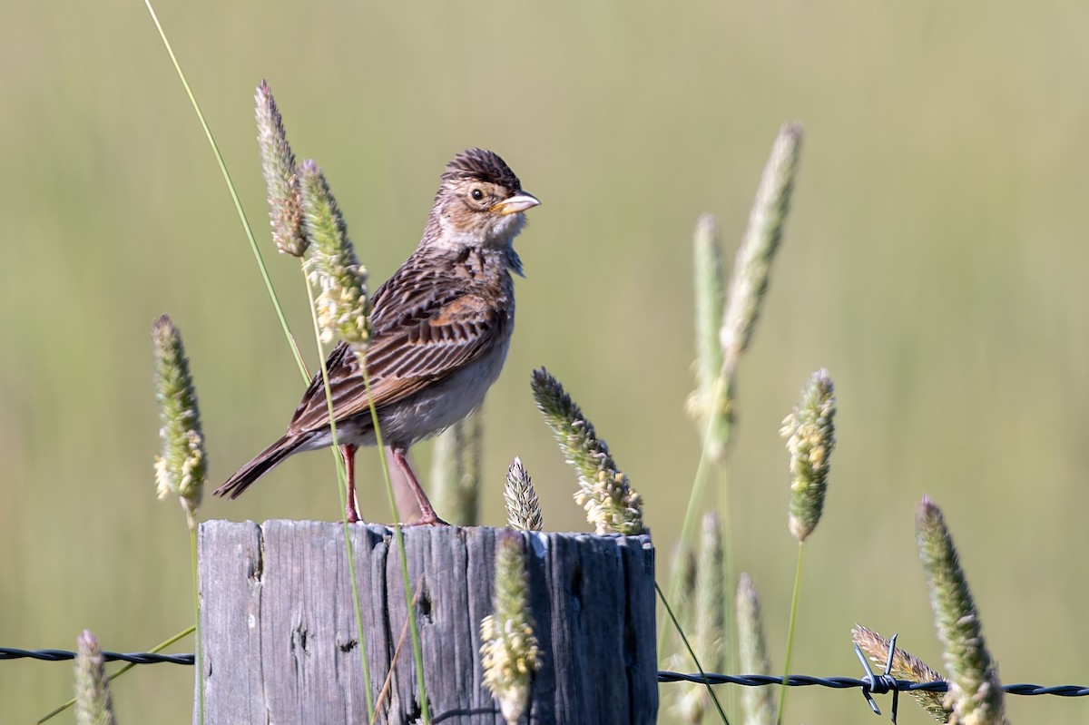 Singing Bushlark - ML647387869
