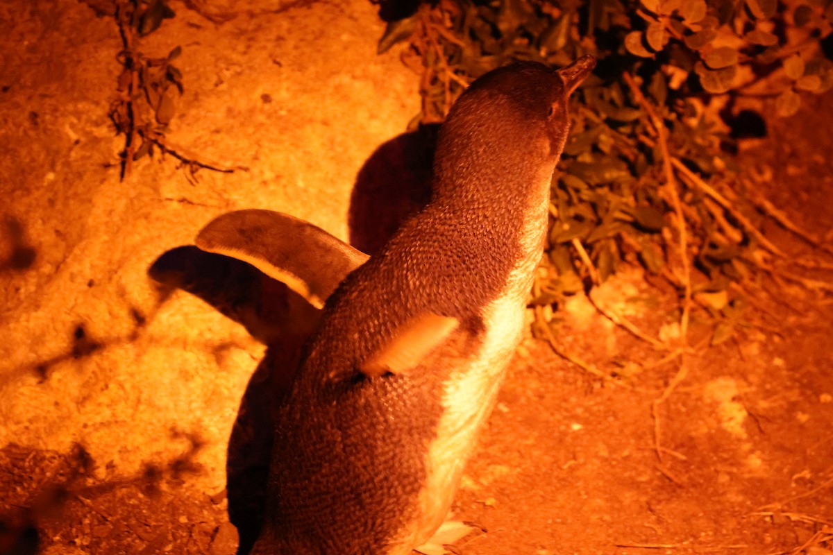 コビトペンギン - ML647387872