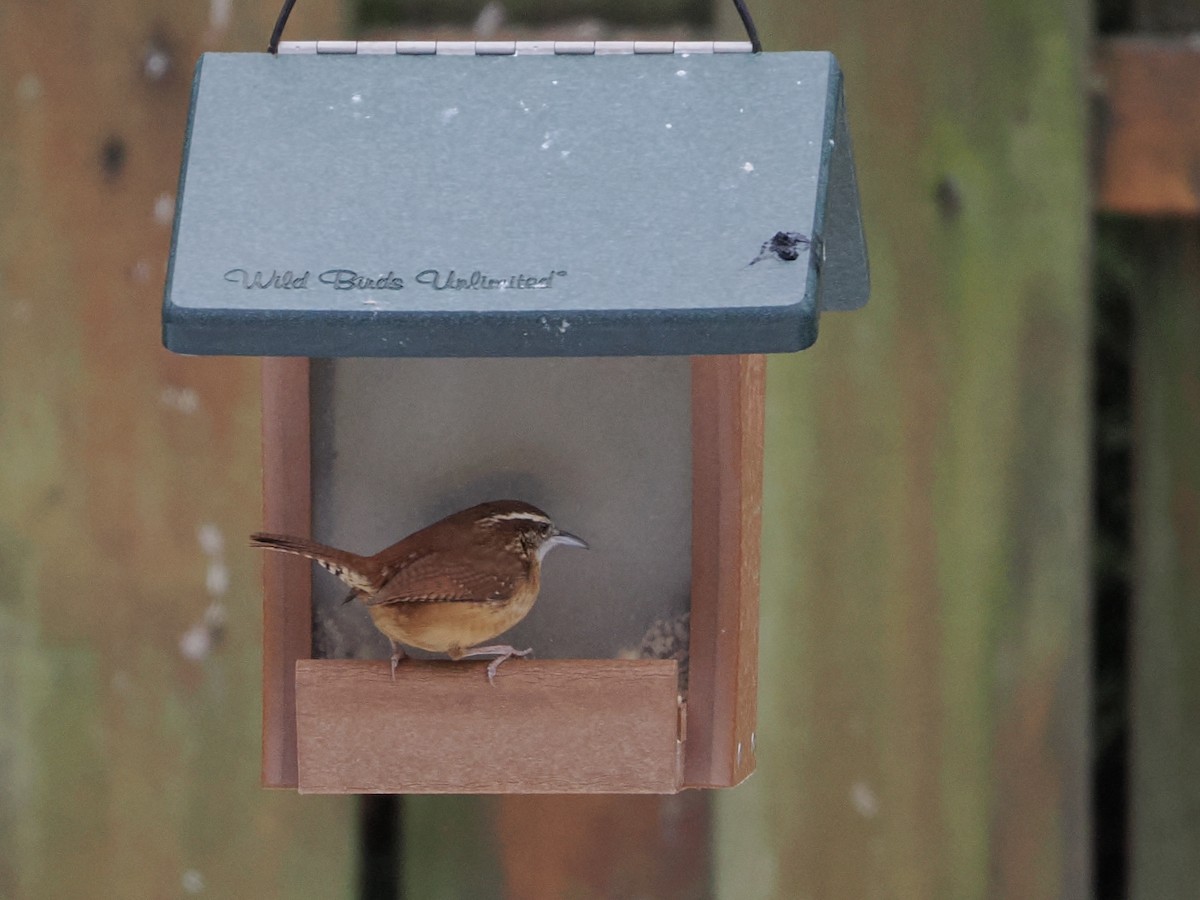 Carolina Wren - ML647387877