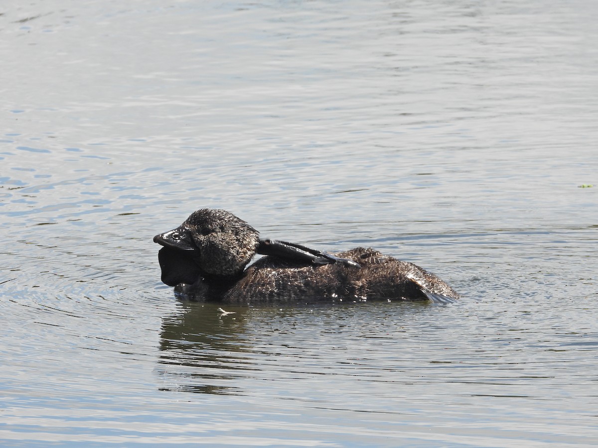 ニオイガモ - ML647387878