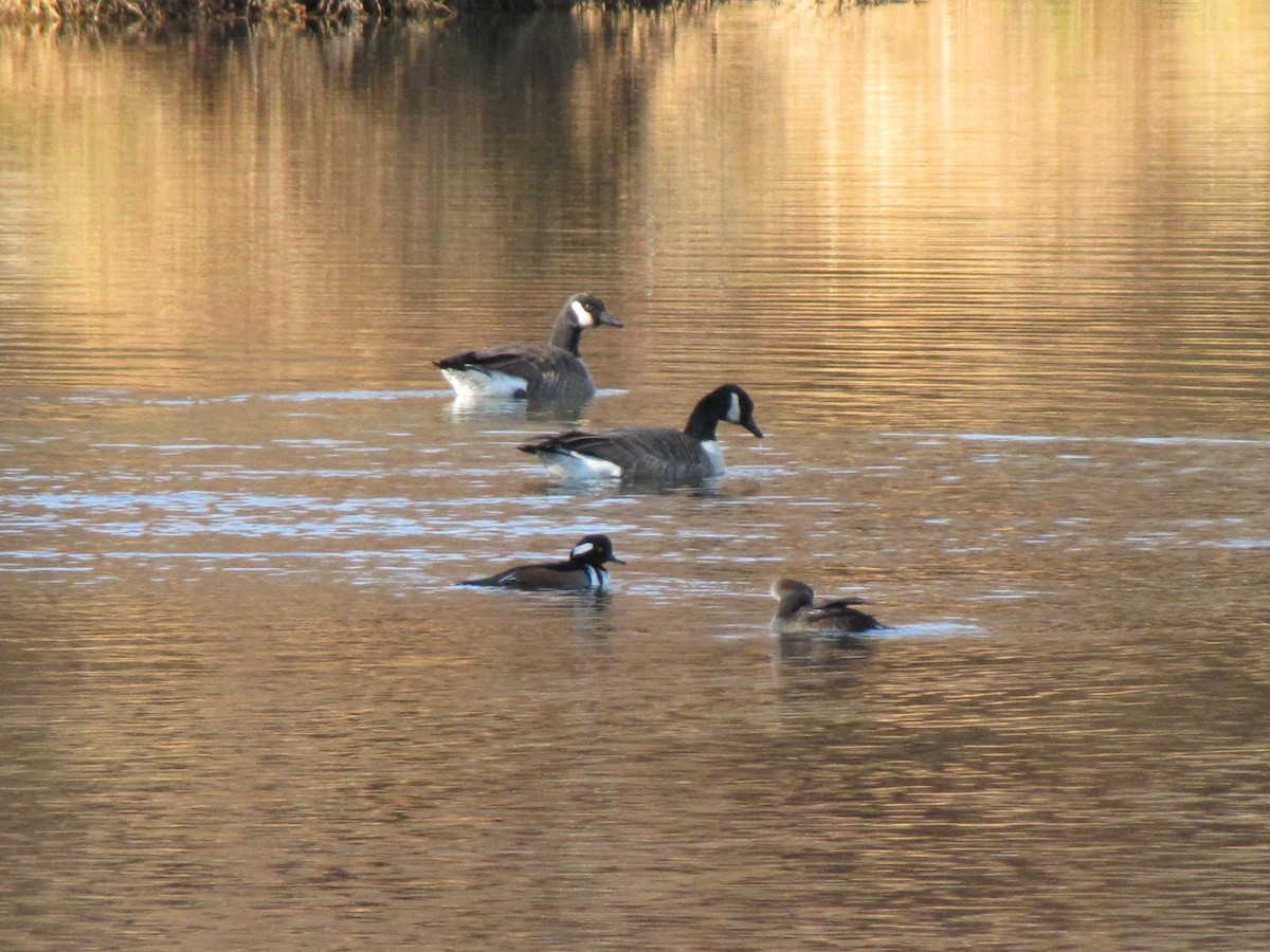 Canada Goose - ML647387882