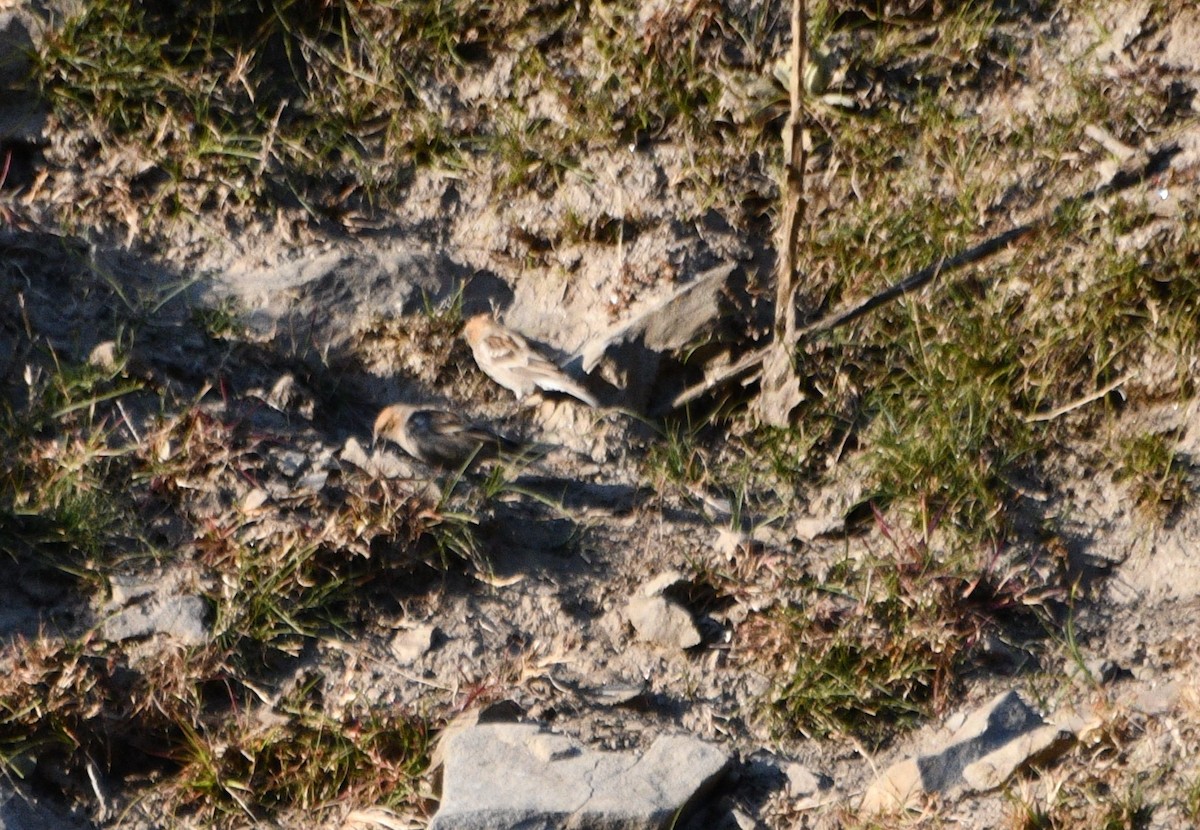 Plain Mountain Finch - ML647387886