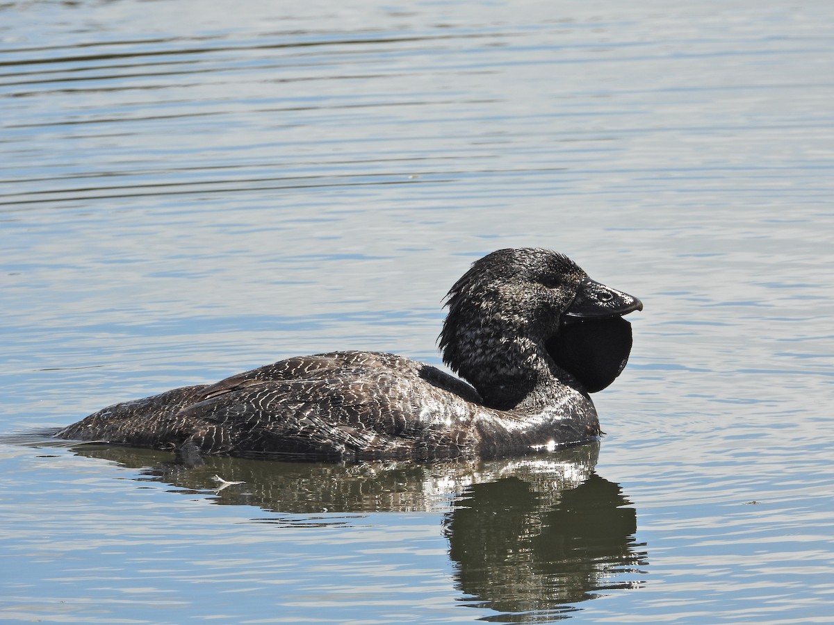 ニオイガモ - ML647387887