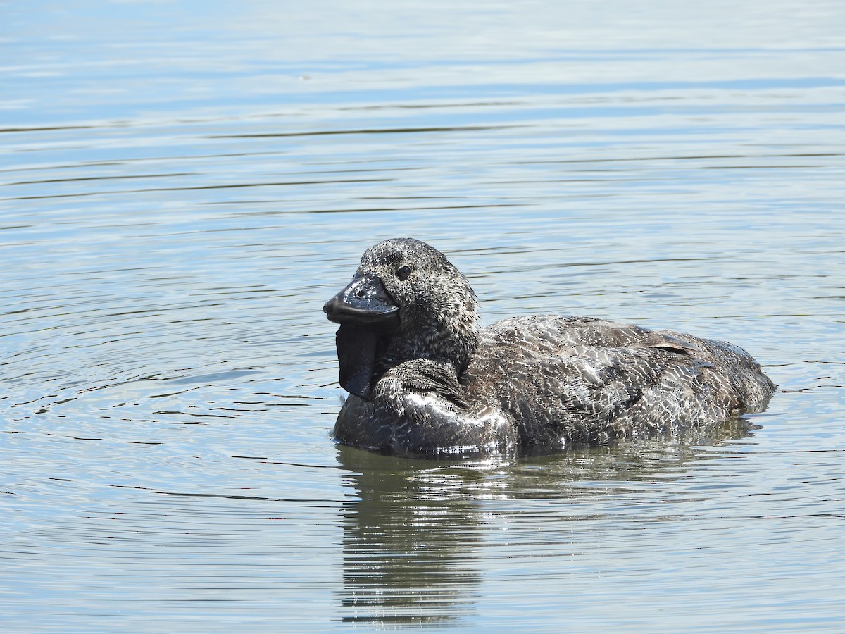 ニオイガモ - ML647387891