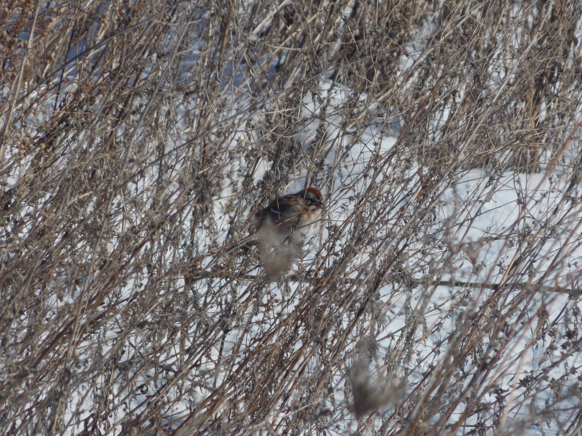 American Tree Sparrow - ML647387892