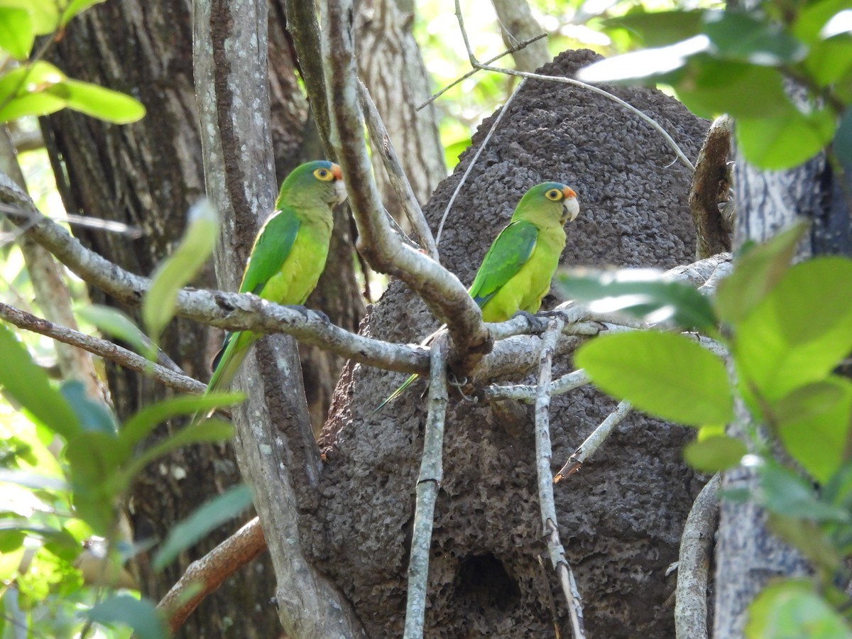 Orange-fronted Parakeet - ML647387893