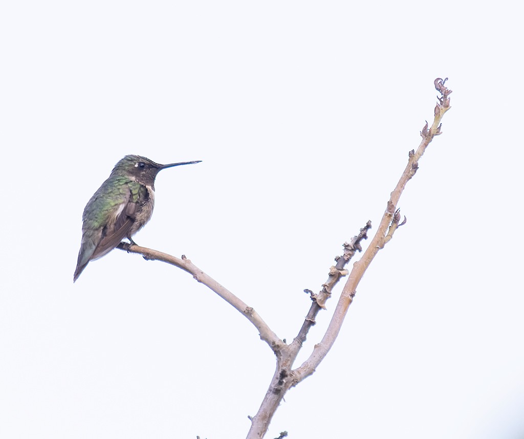 Ruby-throated Hummingbird - ML647387894