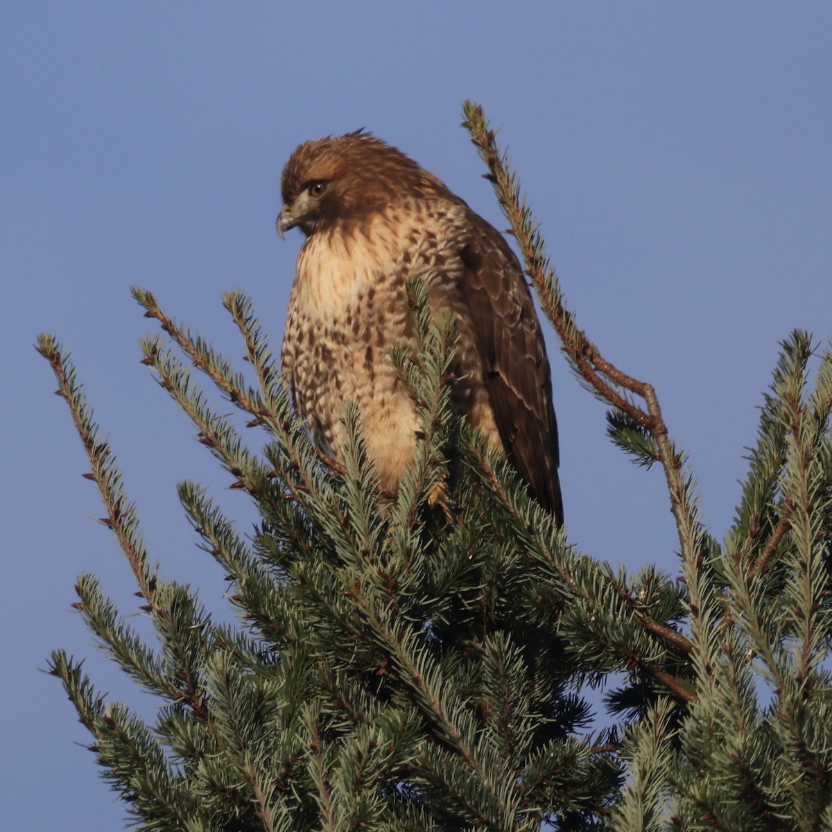 Red-tailed Hawk - ML647387898