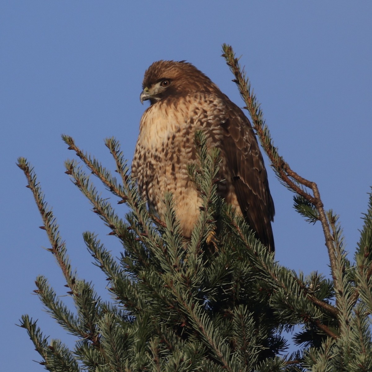 Red-tailed Hawk - ML647387899