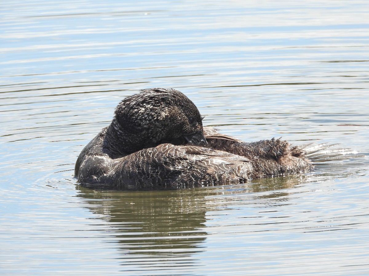 ニオイガモ - ML647387902