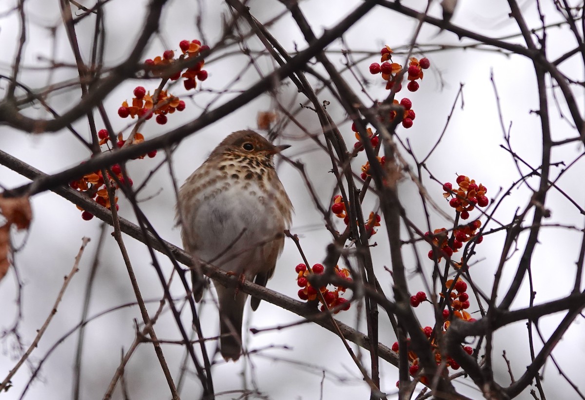 Hermit Thrush - ML647387910