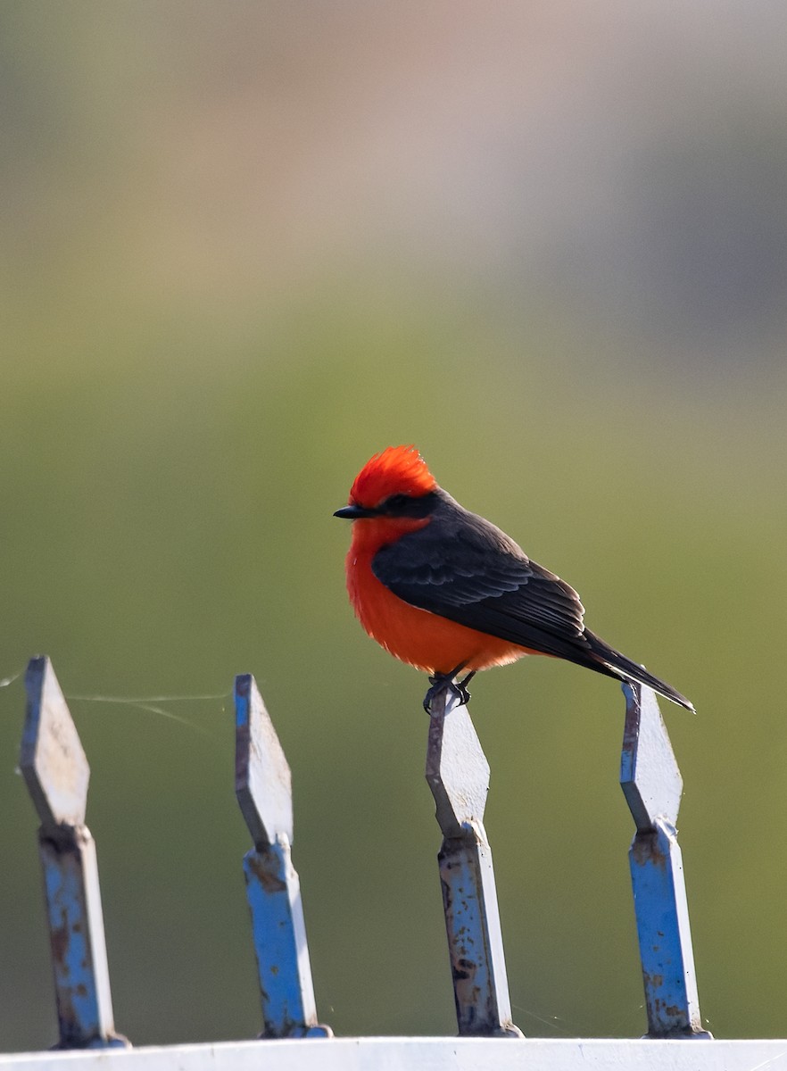 Vermilion Flycatcher (Northern) - ML647387914