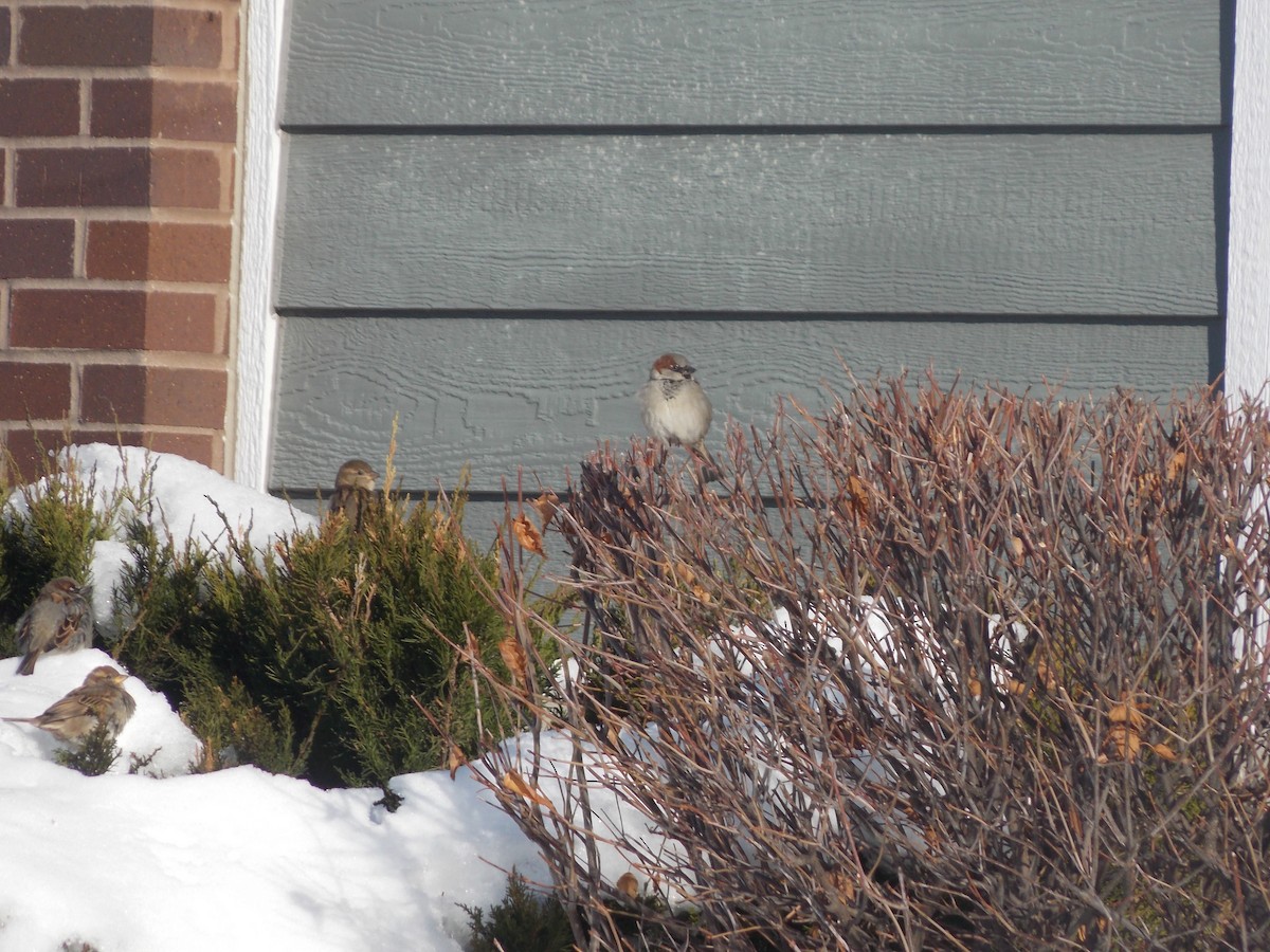 House Finch - ML647387915