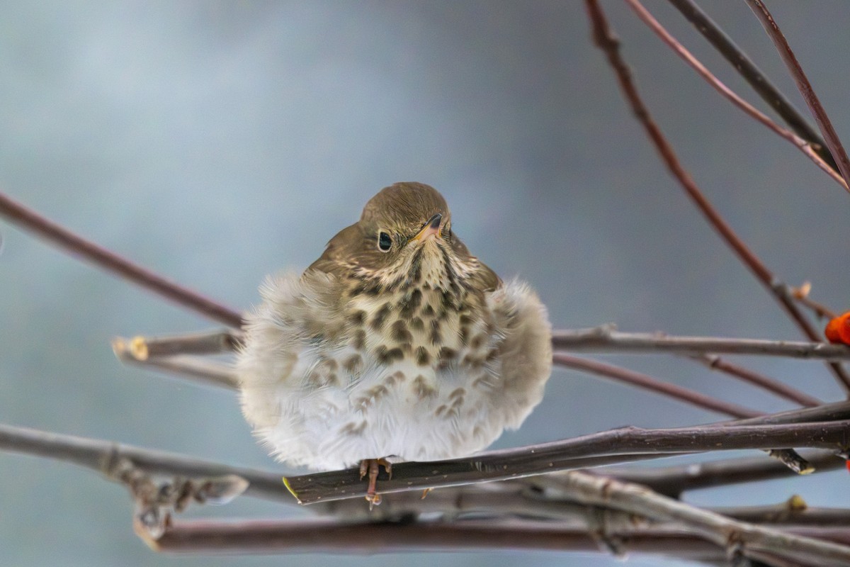 Hermit Thrush - ML647387919