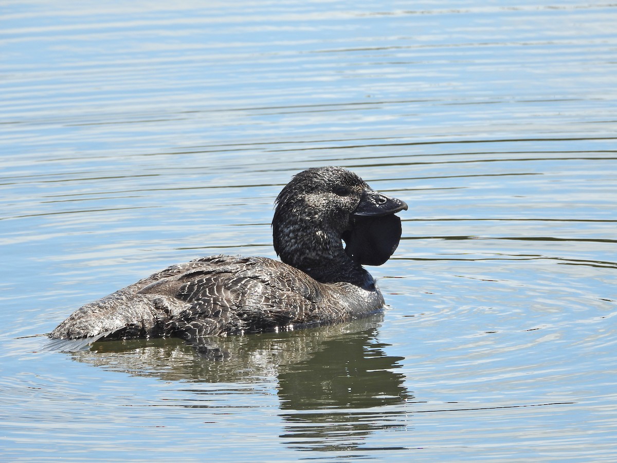 ニオイガモ - ML647387923