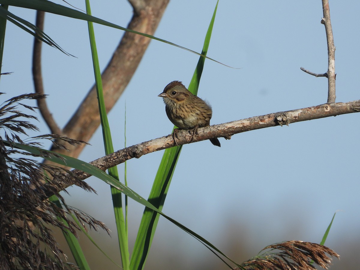 Lincoln's Sparrow - ML647387924