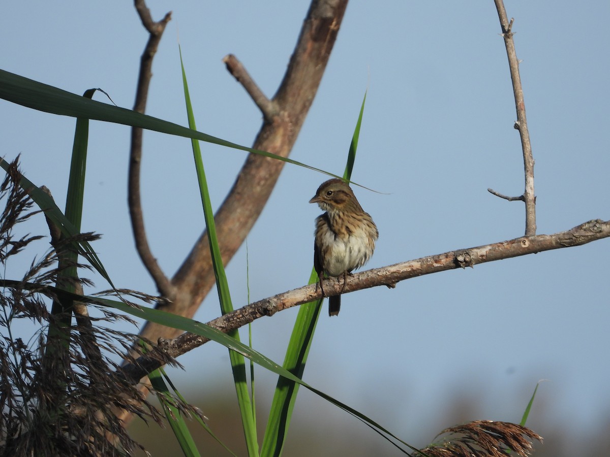 Lincoln's Sparrow - ML647387925