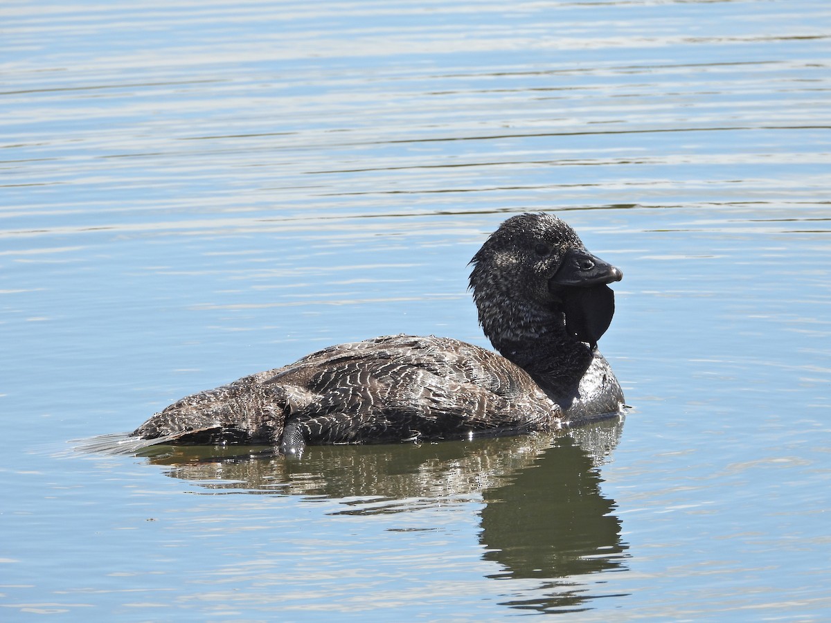 ニオイガモ - ML647387944