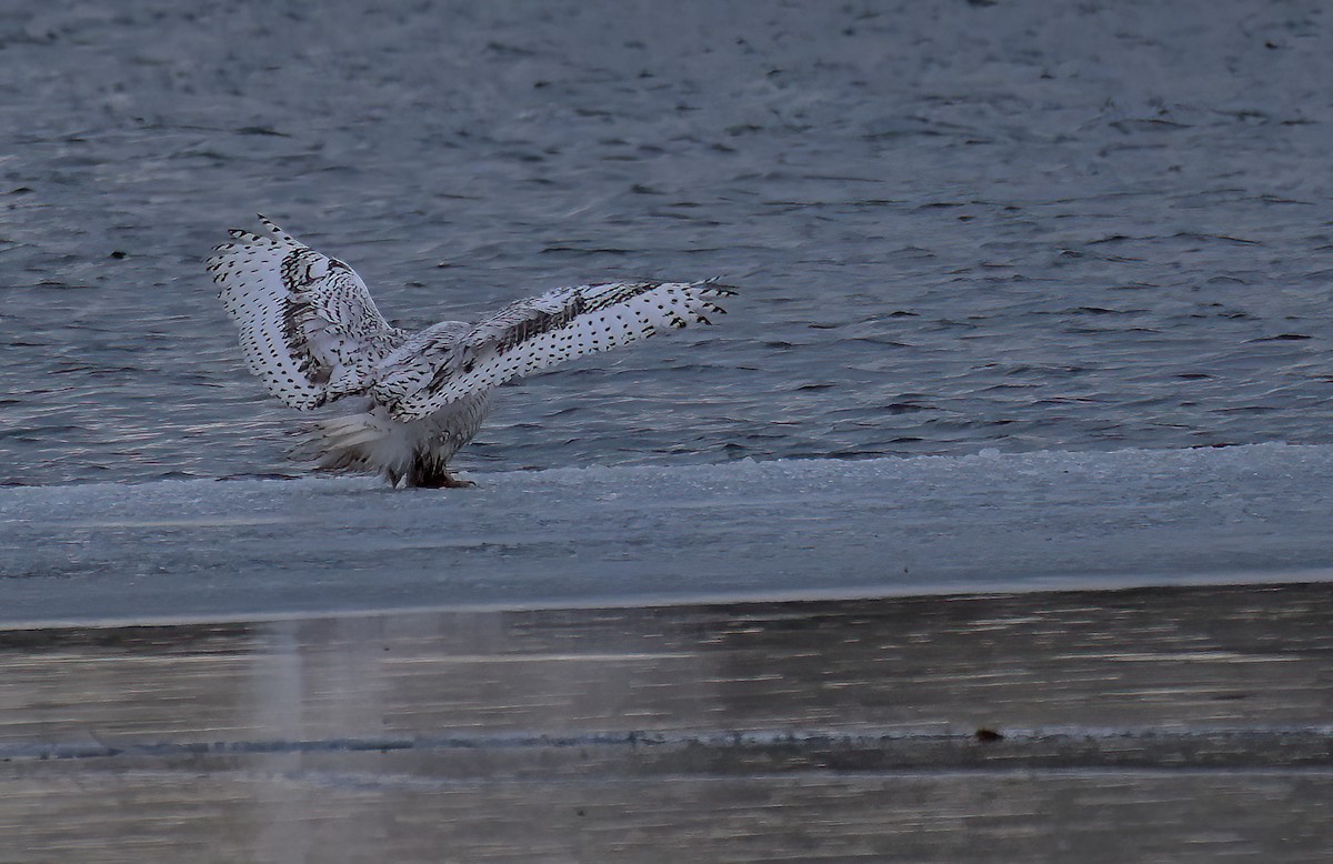 Snowy Owl - ML647387948