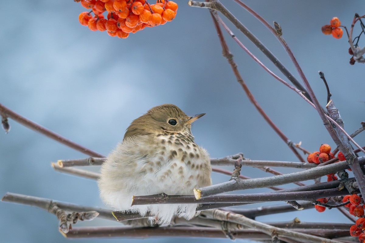 Hermit Thrush - ML647387951