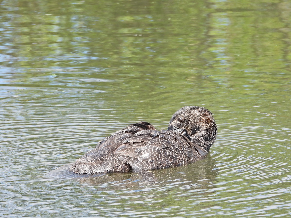 ニオイガモ - ML647387952