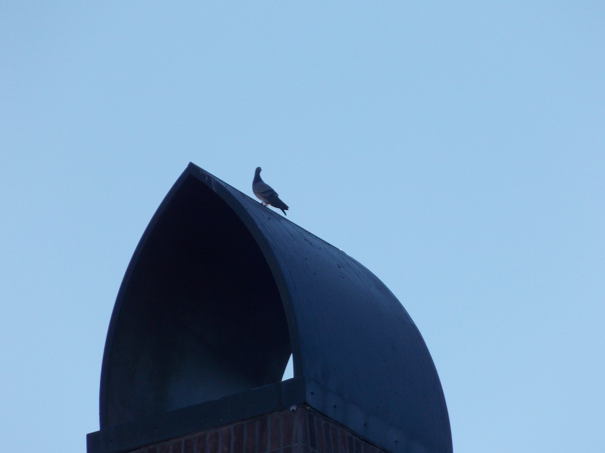 Rock Pigeon (Feral Pigeon) - ML647387957