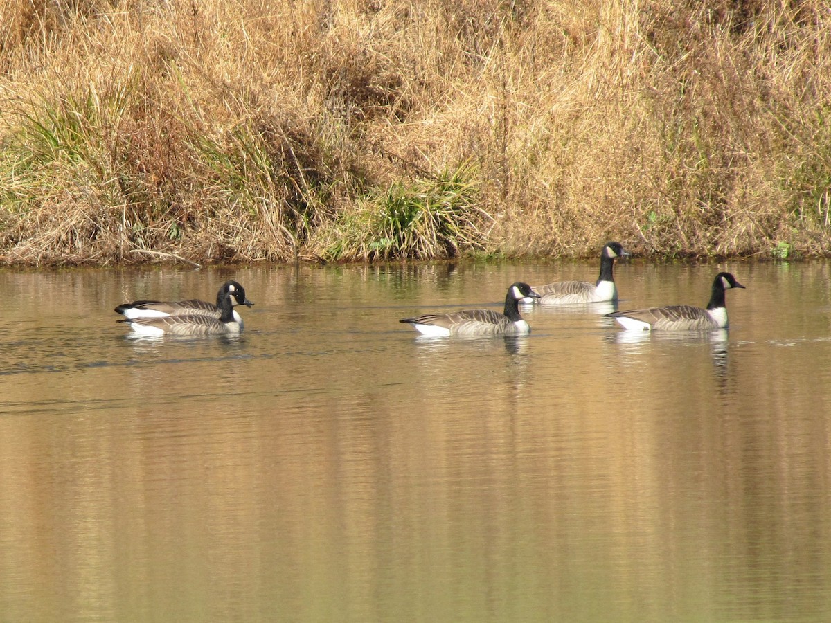 Canada Goose - ML647387960