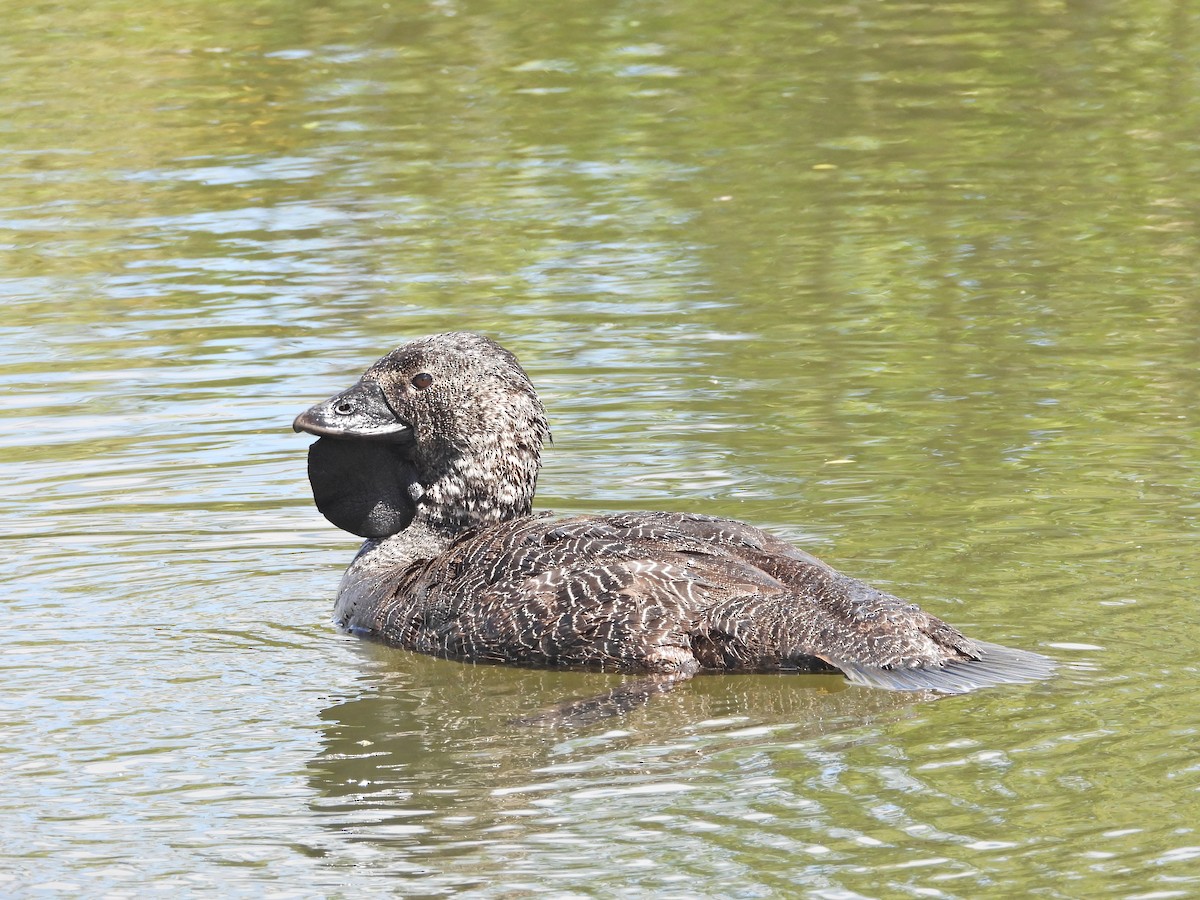 ニオイガモ - ML647387961