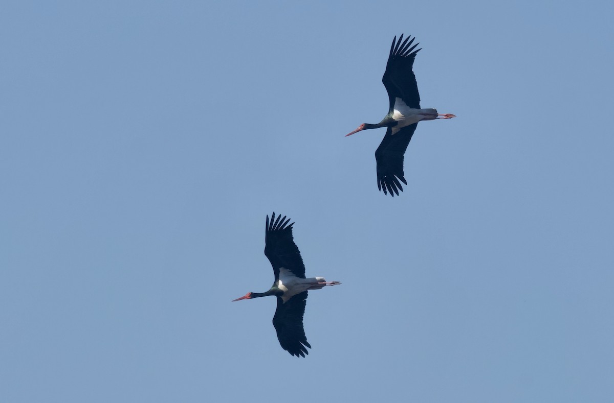 Black Stork - ML647387962