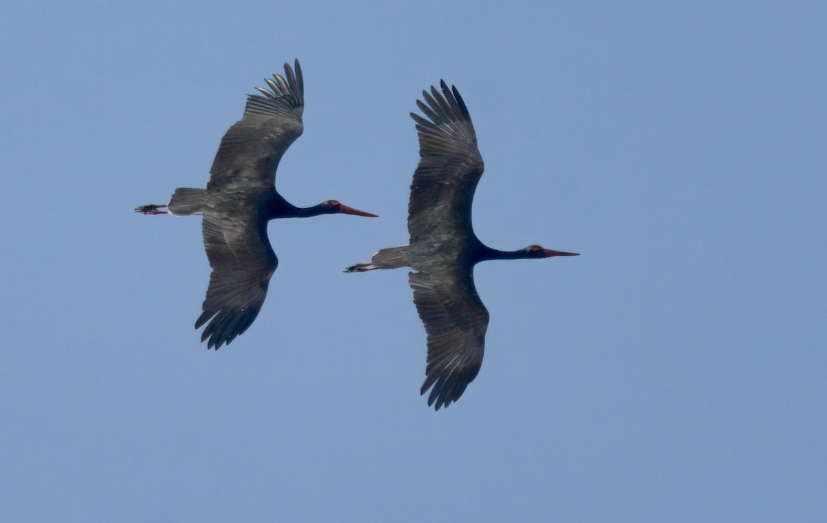 Black Stork - ML647387967