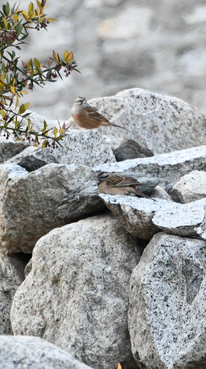 Rock Bunting - ML647387968