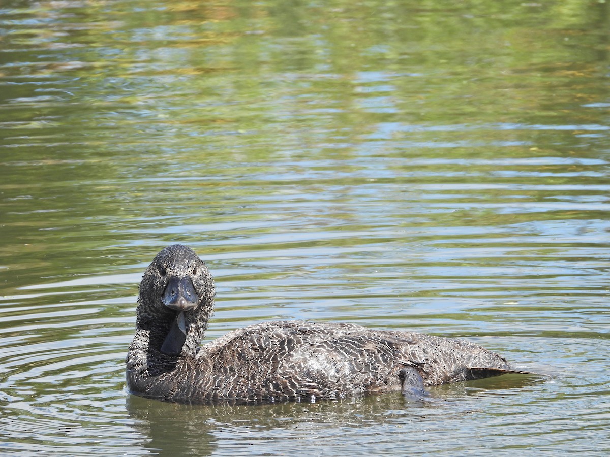 ニオイガモ - ML647387970