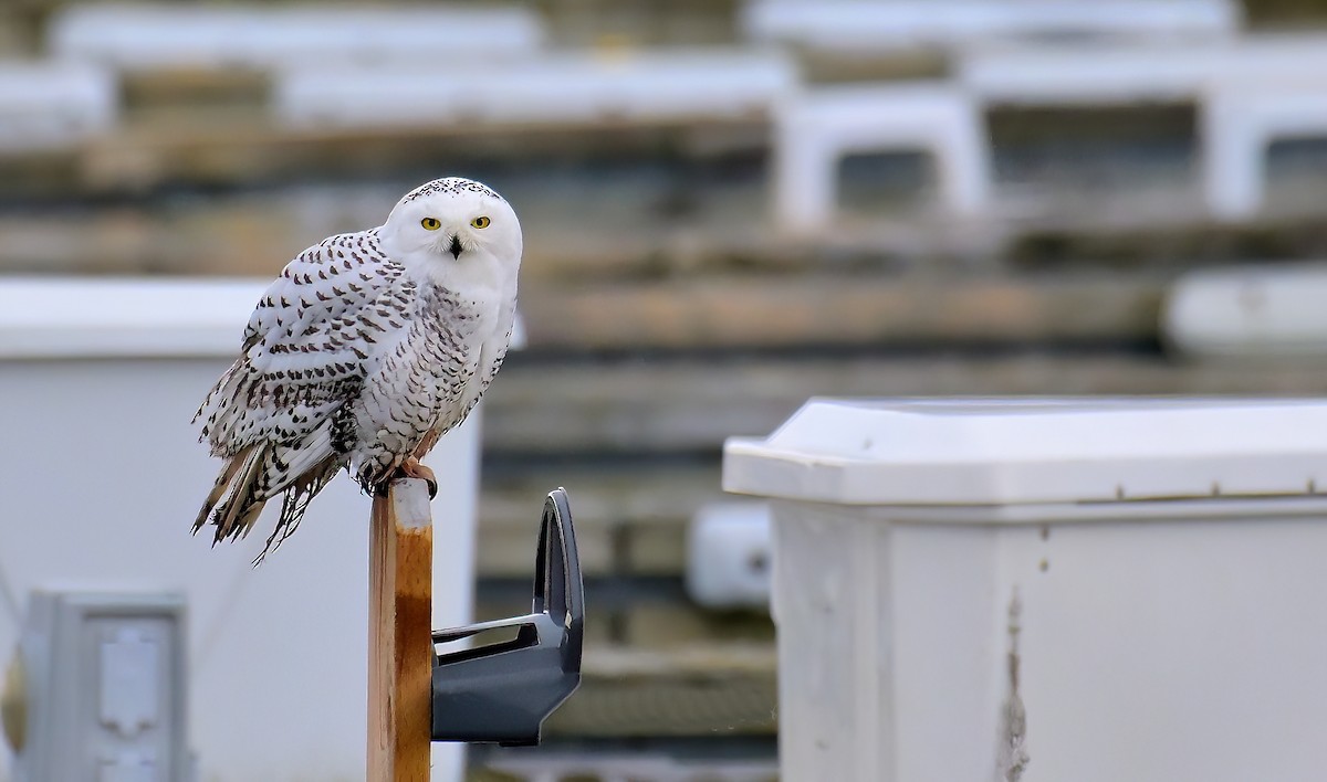 Snowy Owl - ML647387982