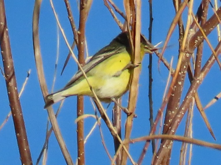 Мексиканский чиж - ML647387984