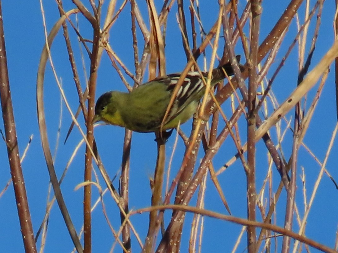 Мексиканский чиж - ML647387985