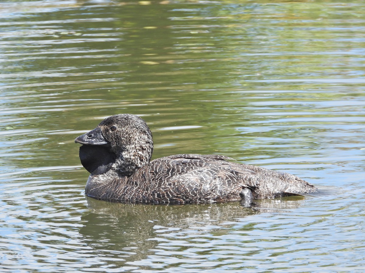 ニオイガモ - ML647387987