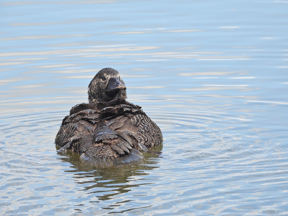 ニオイガモ - ML647387992